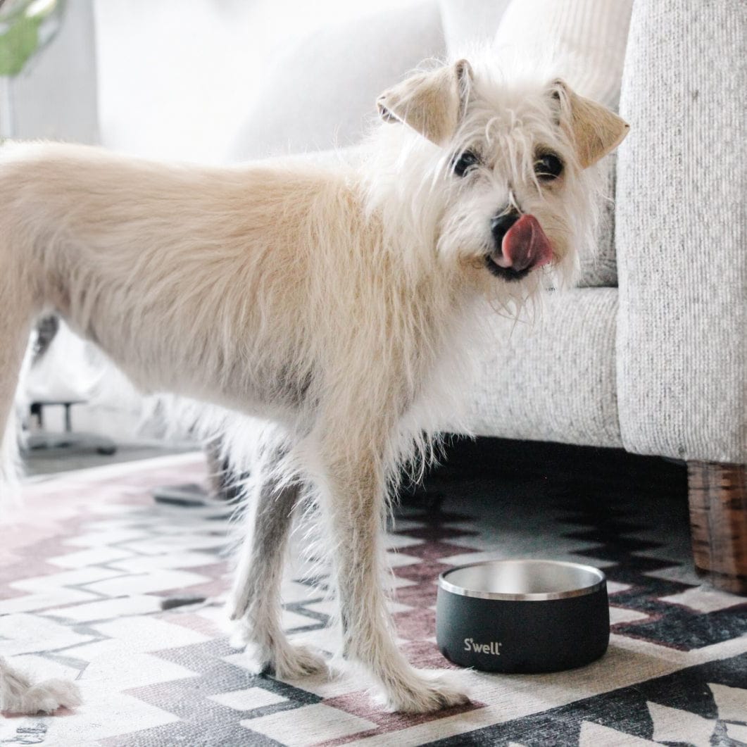 Pet Bowl | 16oz - Image 2